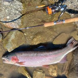 大型ばかり！ 天竜川ルアーフライ専用区